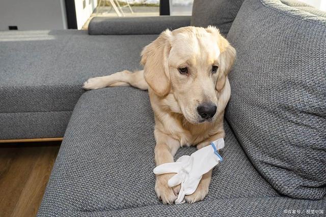 九游官网入口：英西兰花狗可以吃吗？营养师告诉你几个喂养关键点！(图5)