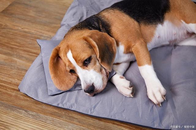 九游官网入口：英西兰花狗可以吃吗？营养师告诉你几个喂养关键点！(图3)