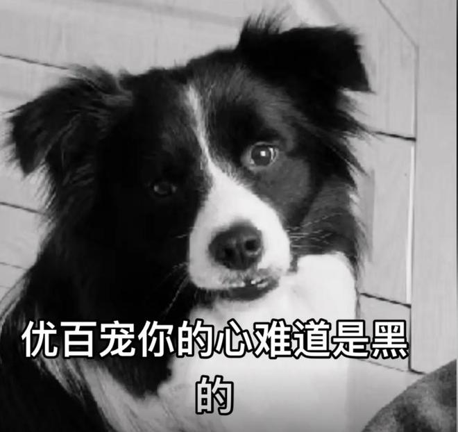 手术失败撞死边牧的宠物店社会性死亡了：众怒难消生意也凉凉了(图2)