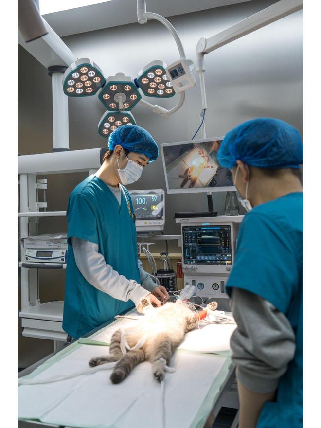 手术失败撞死边牧的宠物店社会性死亡了：众怒难消生意也凉凉了(图16)