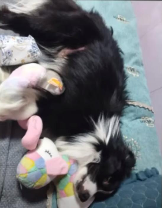 手术失败撞死边牧的宠物店社会性死亡了：众怒难消生意也凉凉了(图15)