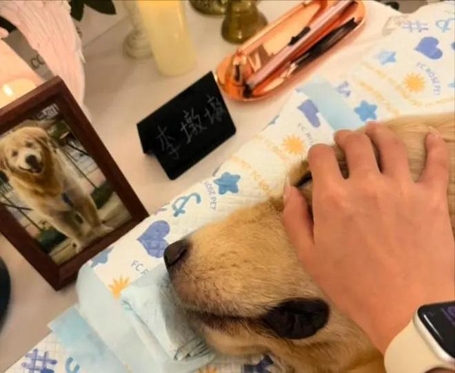 手术失败撞死边牧的宠物店社会性死亡了：众怒难消生意也凉凉了(图17)