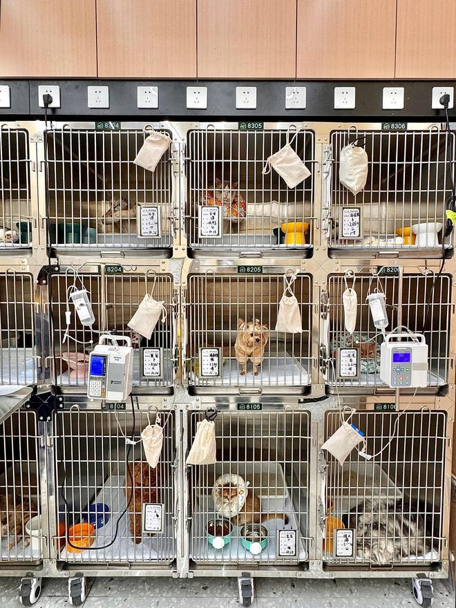 手术失败撞死边牧的宠物店社会性死亡了：众怒难消生意也凉凉了(图18)