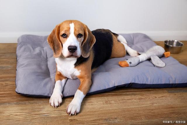 S狗狗身上长癣怎么办？止痒+断根+防复发全攻略(图2)