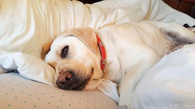 S狗狗身上长癣怎么办？止痒+断根+防复发全攻略(图4)