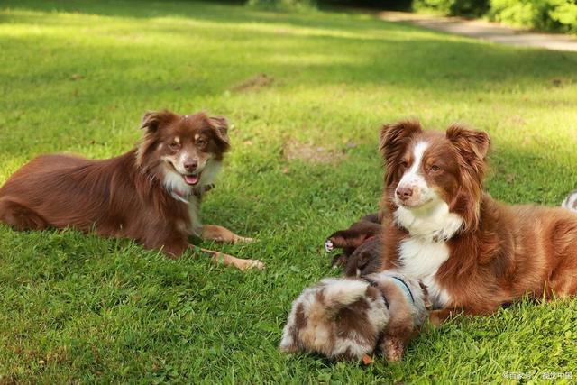 九游官网入口：热狗总爱啃草？别大意！这四个原因可能暗示它身体有问题(图2)