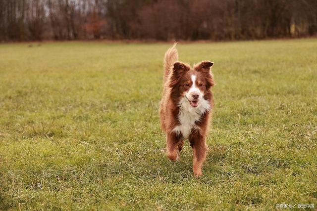 九游官网入口：热狗总爱啃草？别大意！这四个原因可能暗示它身体有问题(图3)