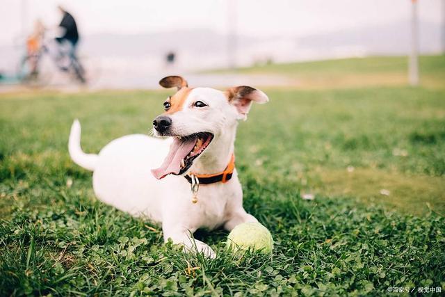 九游官网入口：热狗总爱啃草？别大意！这四个原因可能暗示它身体有问题(图5)