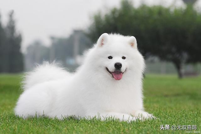 f萨摩耶能吃草莓吗？这些细节你得门儿清！(图2)