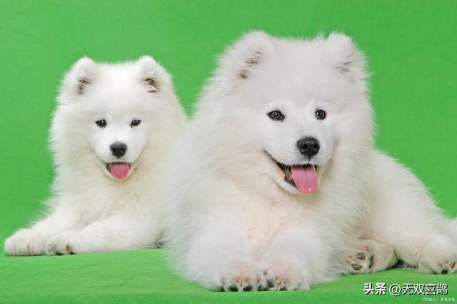 f萨摩耶能吃草莓吗？这些细节你得门儿清！(图5)