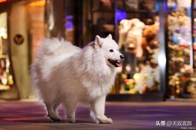 f萨摩耶能吃草莓吗？这些细节你得门儿清！(图3)