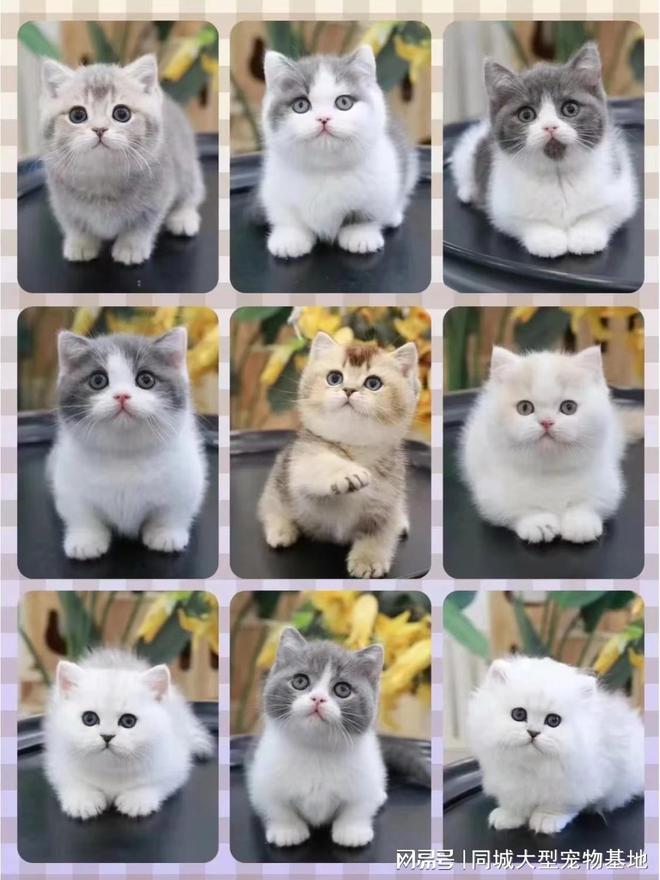 成都哪里卖宠物猫狗的选择性多？这里专业安全可亲自挑选宠物(图2)