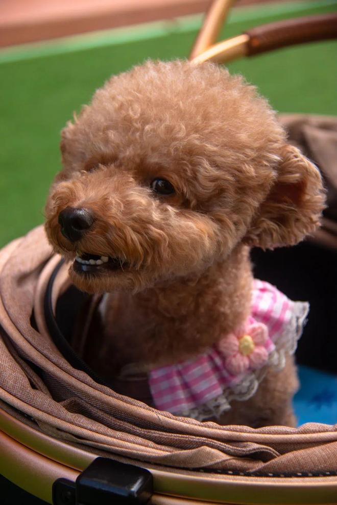 【鹿小法说】宠物伤人事件频发如何避免悲剧重演？(图2)