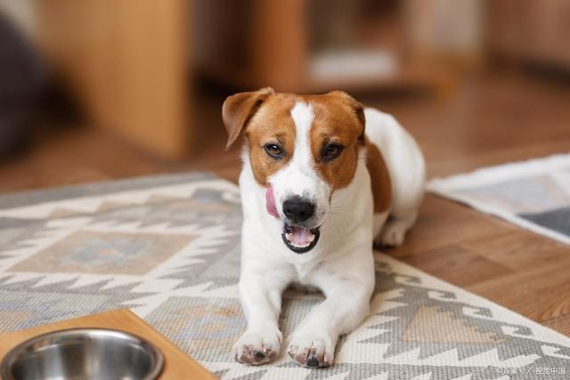 h狗狗可以吃胡豆吗？这些情况下喂了等于害TA多数人不知道(图2)