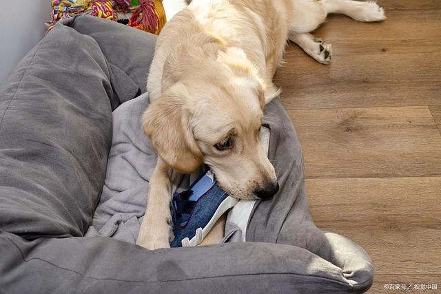 九游体育：Q狗能吃香菇不？谨慎喂食更安(图2)