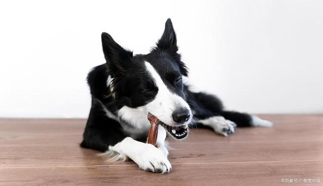 f狗能吃酱油吗？宠物医生揭秘狗狗饮食雷区(图3)
