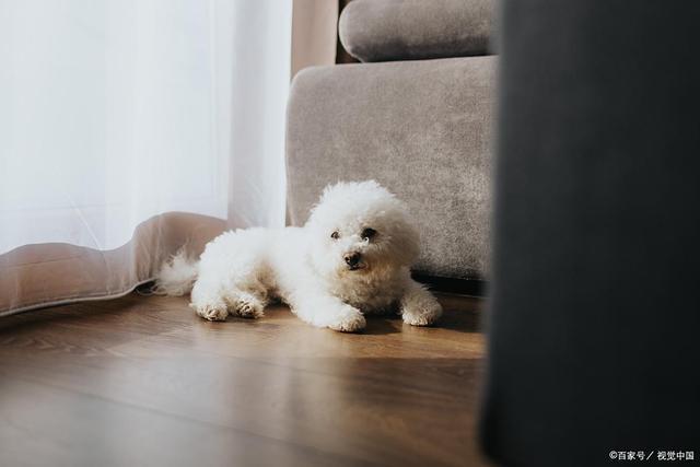 f狗能吃酱油吗？宠物医生揭秘狗狗饮食雷区(图2)