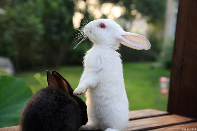 九游体育：兔子养护避开这些误区助你养出健康宠物。(图4)