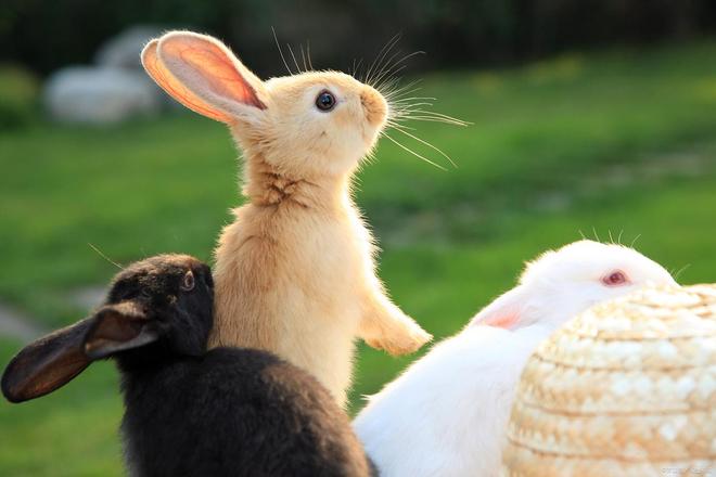 九游体育：兔子养护避开这些误区助你养出健康宠物。(图3)