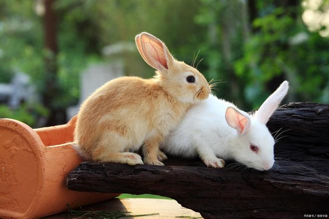 九游体育：兔子养护避开这些误区助你养出健康宠物。(图2)