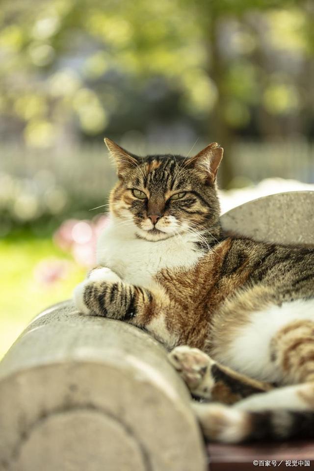 S猫咪能吃鸡肉白水煮熟撕条健康美食轻松搞定！(图4)