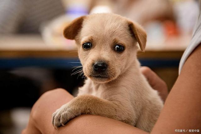 s幼犬嘴臭别大意！这些原因和解决办法你得知道(图2)