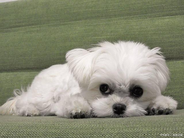 s幼犬嘴臭别大意！这些原因和解决办法你得知道(图4)