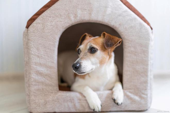 九游体育：科学喂养鸡肝宠物健康的关键指南(图2)