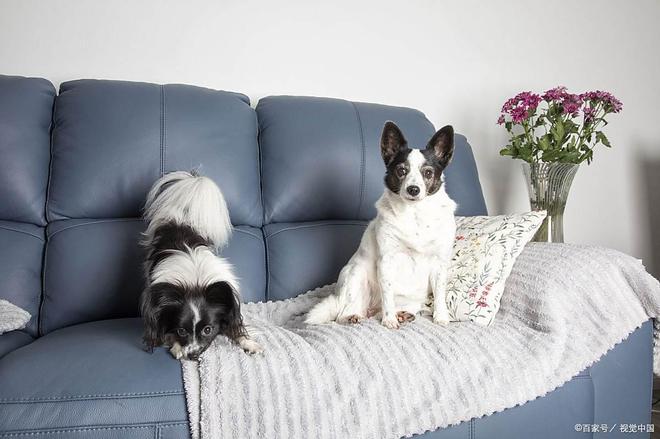 九游体育：科学喂养鸡肝宠物健康的关键指南(图4)