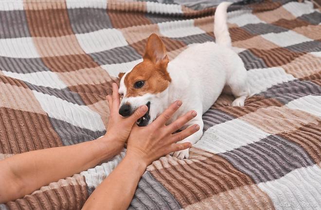 九游体育：科学喂养鸡肝宠物健康的关键指南(图3)