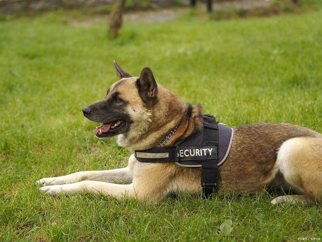 给爱犬绝育健康与行为管理的双重保障(图4)