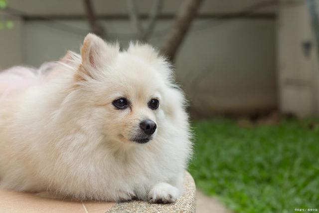 九游体育：f博美吐了是什么原因？从呕吐物看健康问题(图3)