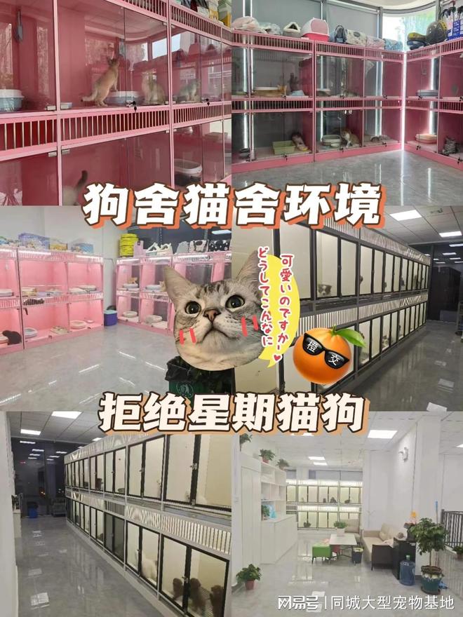 九游app：济南哪里卖宠物猫狗的选择性多？这里专业安全可亲自挑选宠物(图4)