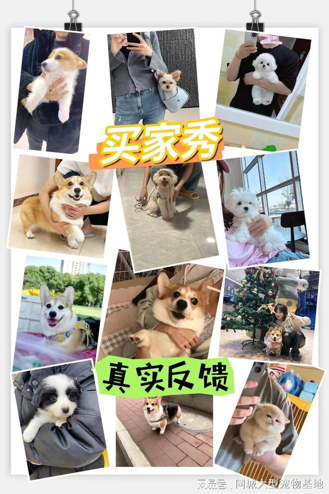 九游app：济南哪里卖宠物猫狗的选择性多？这里专业安全可亲自挑选宠物(图5)