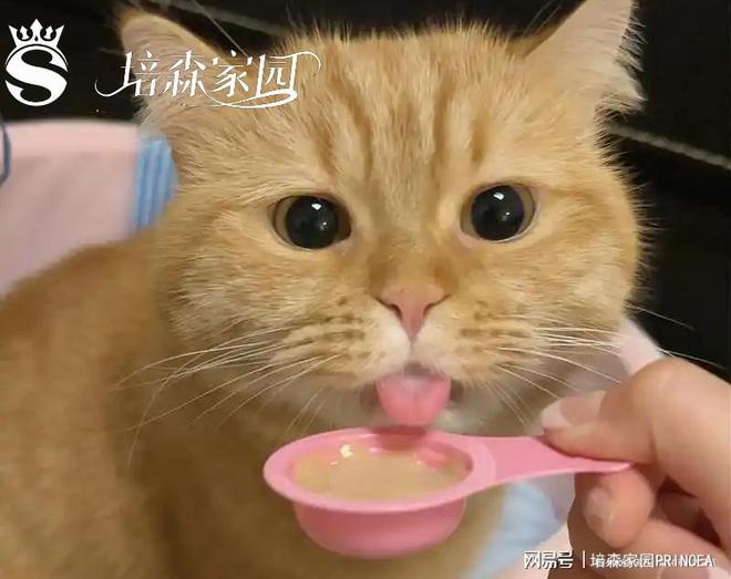 宠物益生菌：解锁毛孩子健康密码(图3)