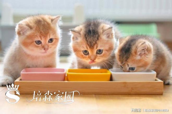 宠物益生菌：解锁毛孩子健康密码(图5)