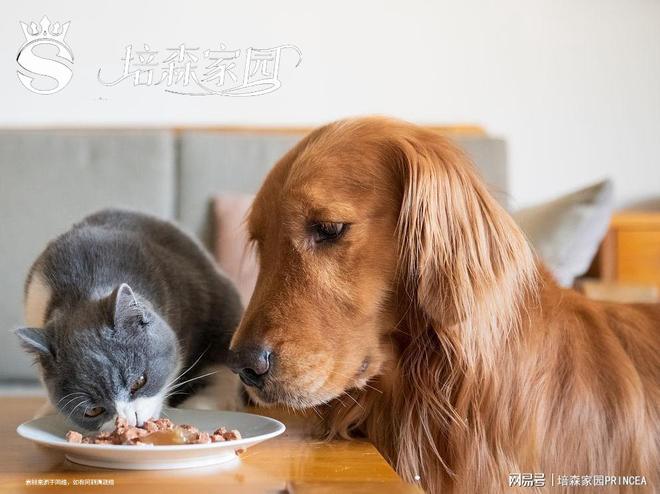 宠物益生菌：解锁毛孩子健康密码(图4)