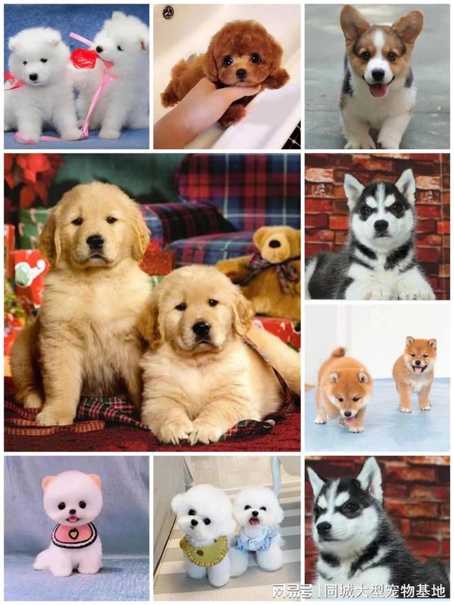 九游app：江门买狗买猫的地方在哪里？安全可靠可实体店挑选心仪的宠物(图6)