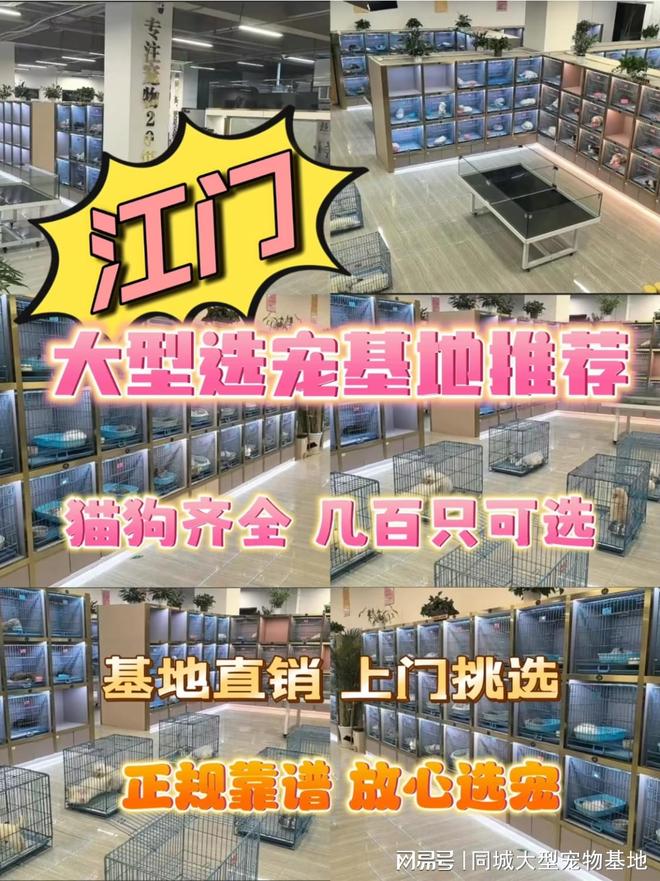 九游app：江门买狗买猫的地方在哪里？安全可靠可实体店挑选心仪的宠物(图1)