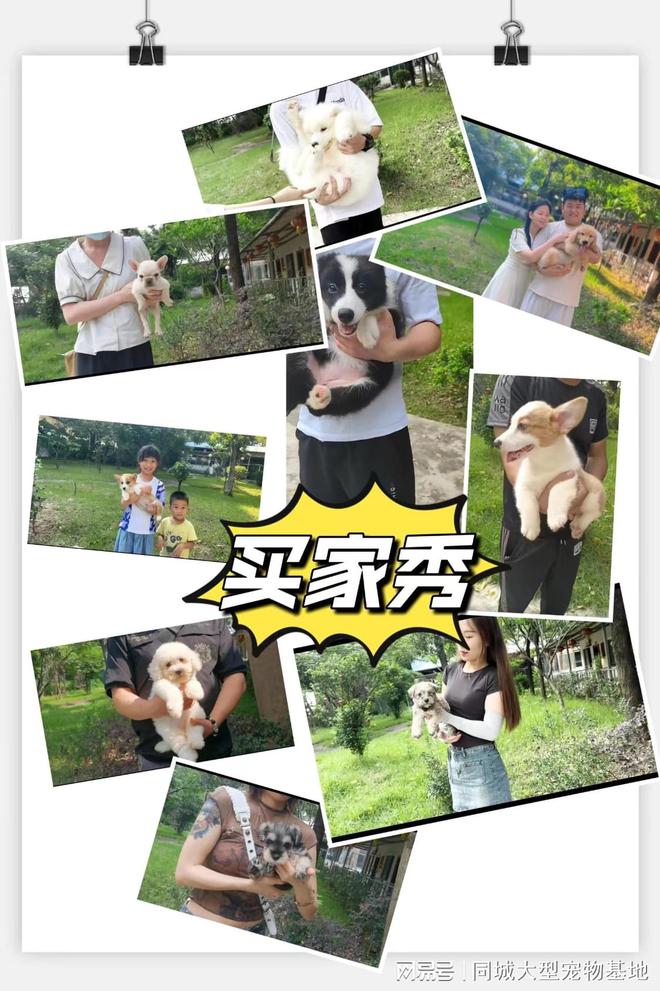 九游app：江门买狗买猫的地方在哪里？安全可靠可实体店挑选心仪的宠物(图5)