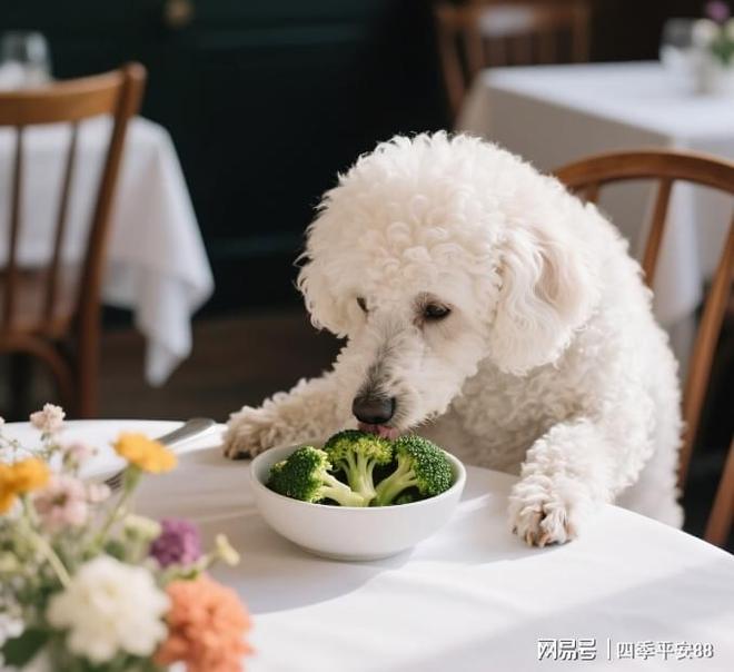 为什么凯锐思是贵宾犬种专用狗粮？呵护肠胃效果怎么样？(图3)