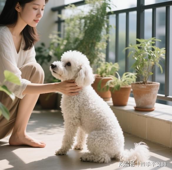 为什么凯锐思是贵宾犬种专用狗粮？呵护肠胃效果怎么样？(图4)