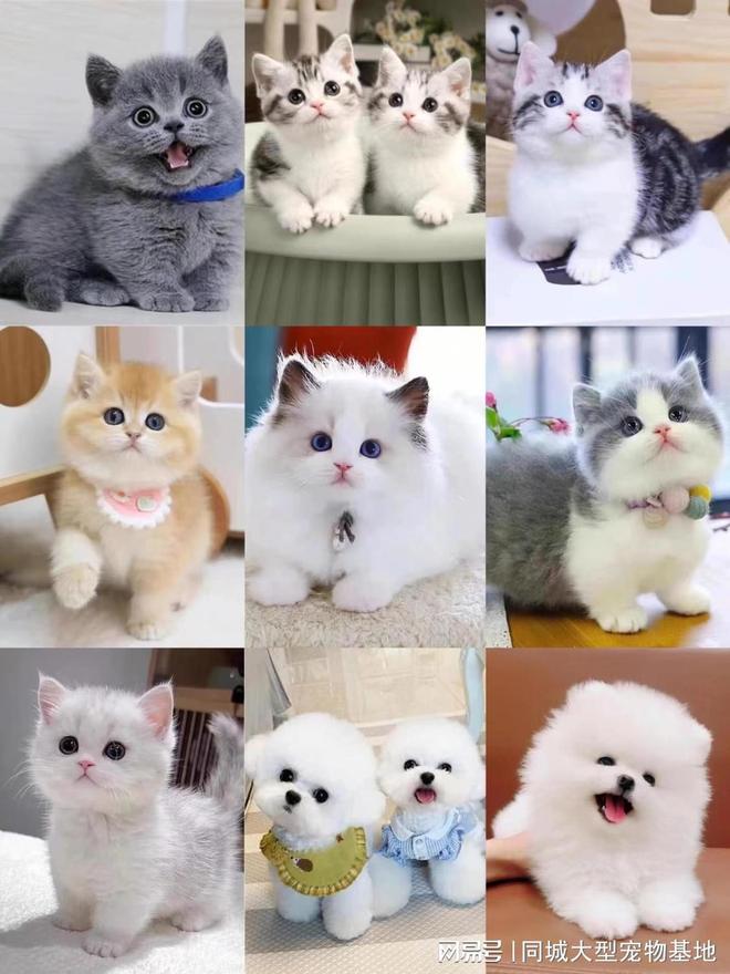 佛山哪里可以买宠物猫狗？这里买宠物放心还能去实体店挑选(图2)