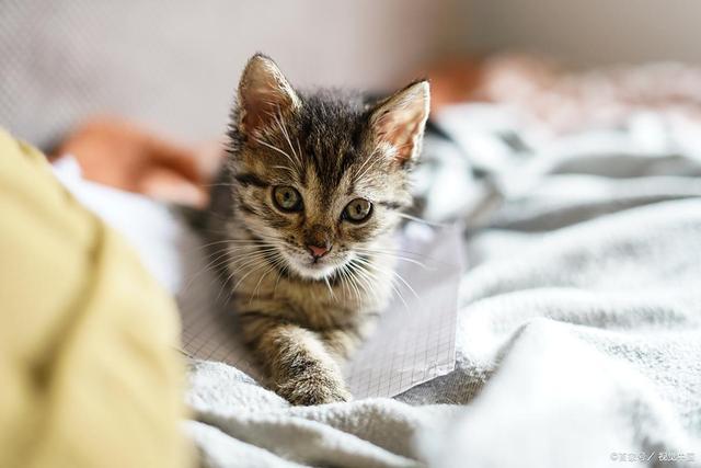 e猫咪吃蛋糕3大危害！消化不良、肥胖、中毒选宠物零食更健康(图3)