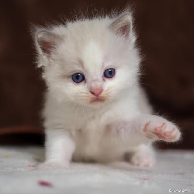 e猫咪吃蛋糕3大危害！消化不良、肥胖、中毒选宠物零食更健康(图2)