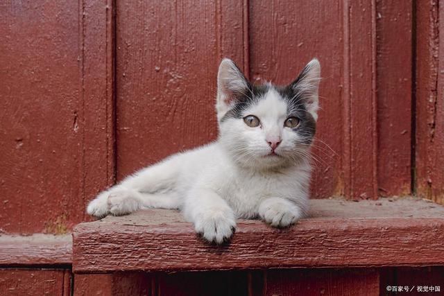 e猫咪吃蛋糕3大危害！消化不良、肥胖、中毒选宠物零食更健康(图4)