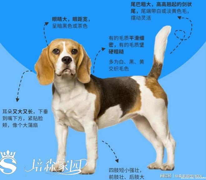 史努比同款比格犬到底有多绝？(图2)