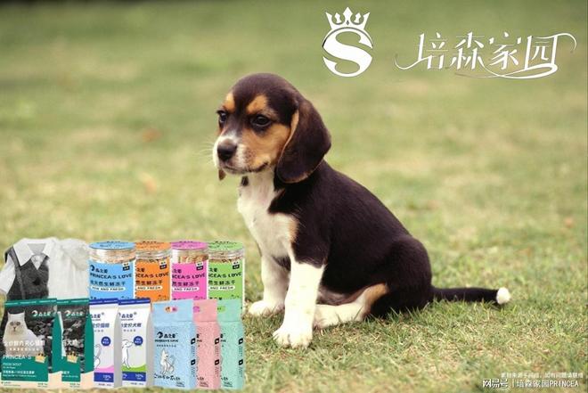 史努比同款比格犬到底有多绝？(图3)