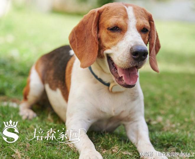 史努比同款比格犬到底有多绝？(图5)