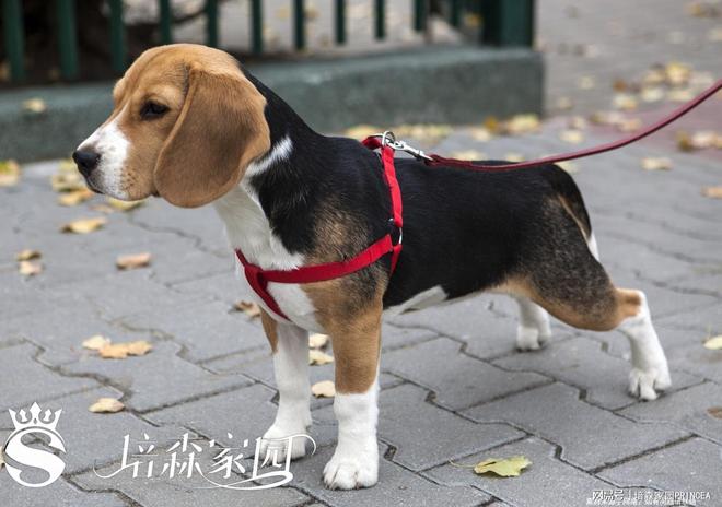 史努比同款比格犬到底有多绝？(图4)